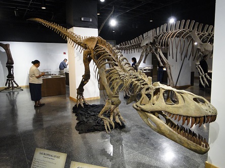 Two dinosaur skeletons on display in the Geology Museum lobby